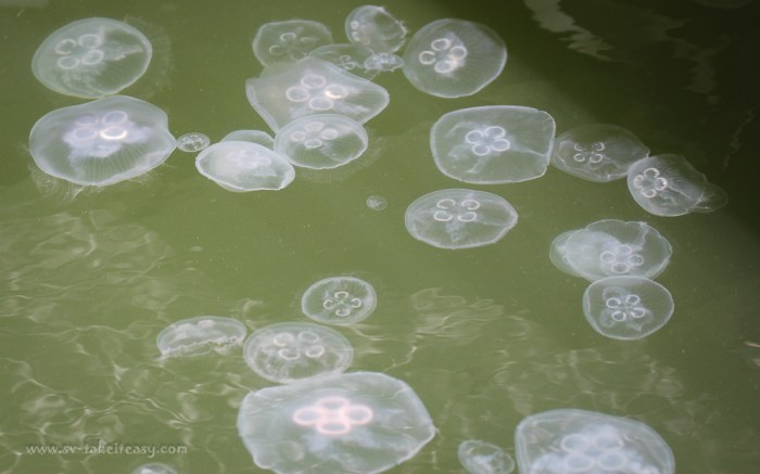 Aurelia aurita, moon jellyfish