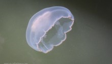 Aurelia aurita, moon jellyfish