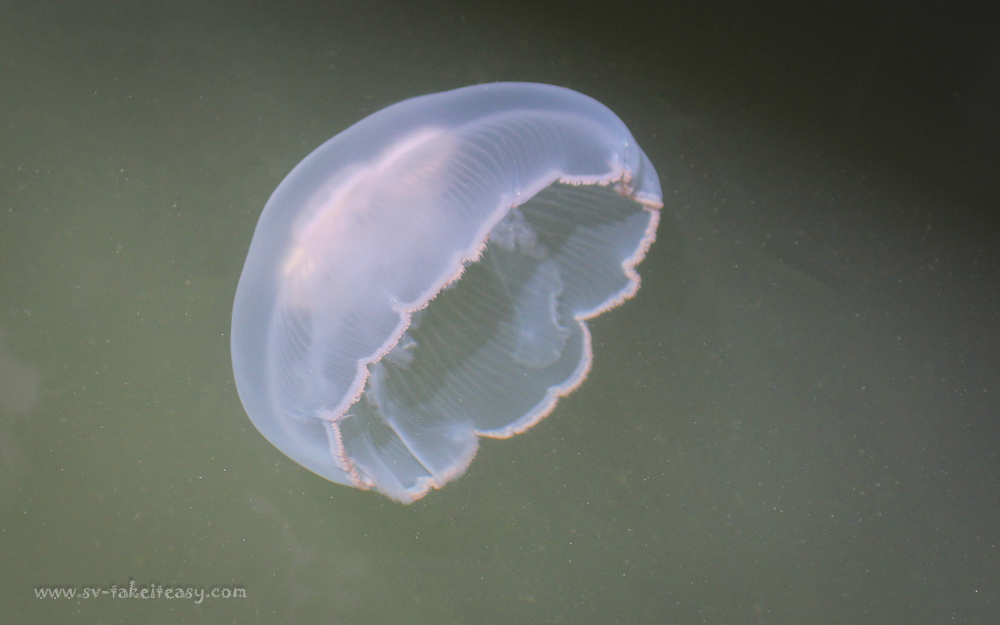 Aurelia aurita, moon jellyfish