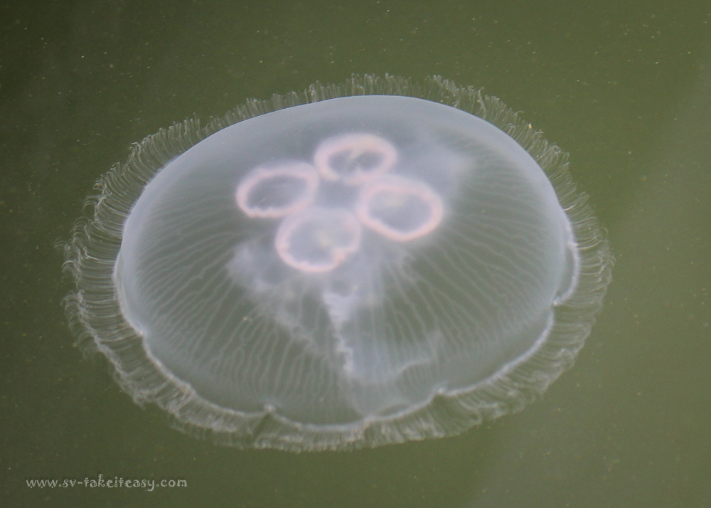 Aurelia aurita, moon jellyfish