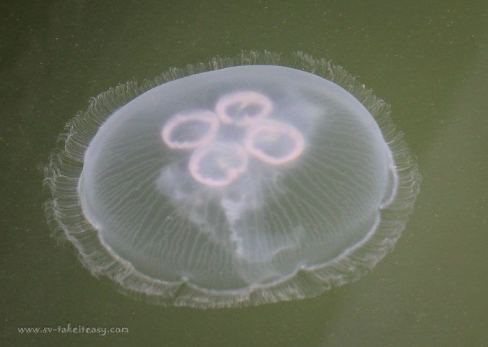 Moon Jellyfish-4