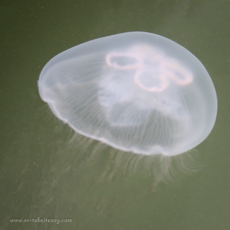 Aurelia aurita, moon jellyfish