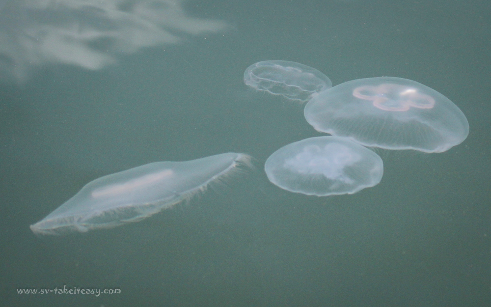 Aurelia aurita, moon jellyfish