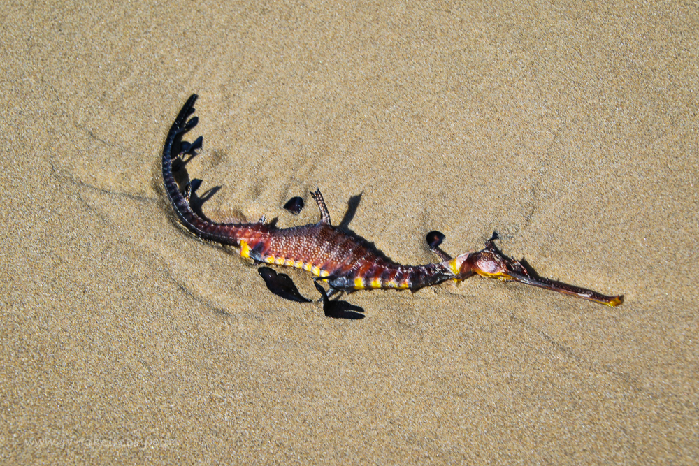 Leafy Sea Dragon washed up