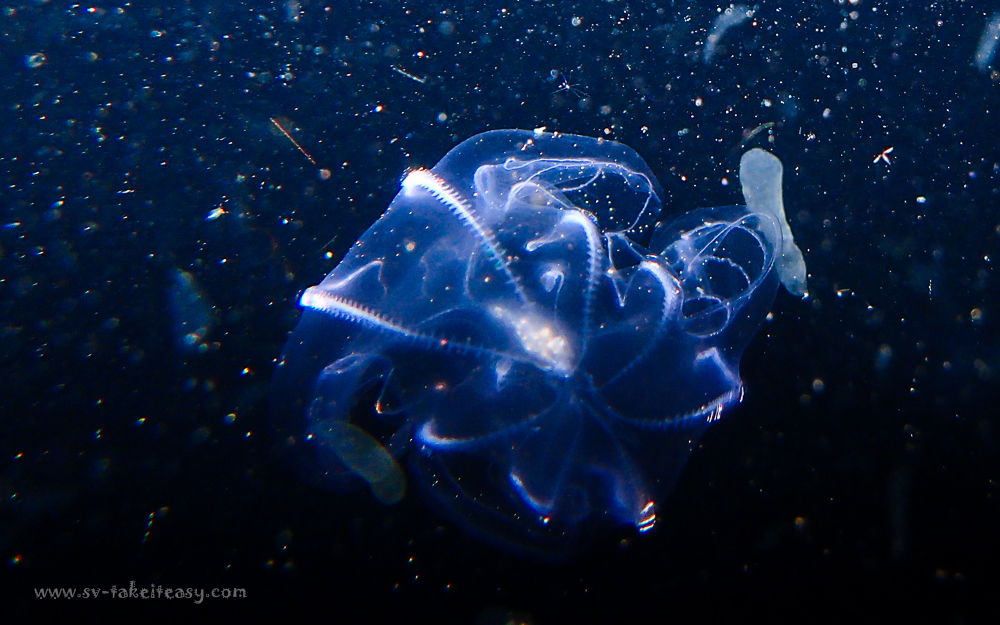 Ctenophore at Sealers Cove