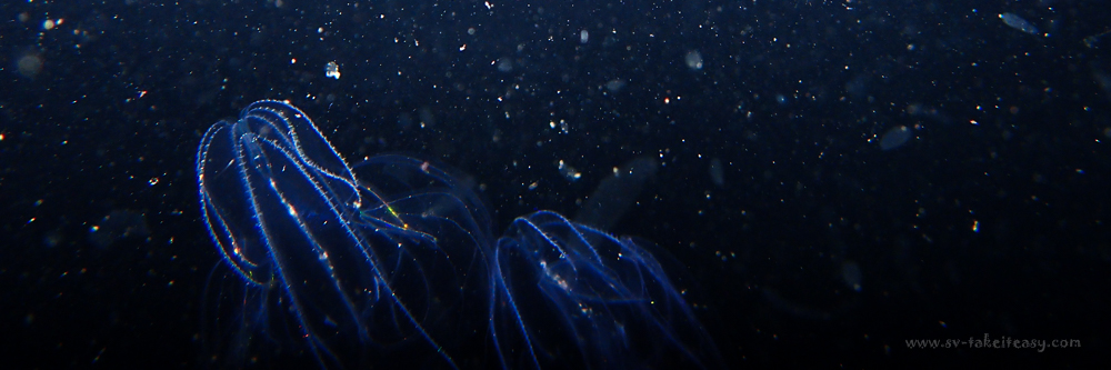 Ctenophores at Sealers Cove
