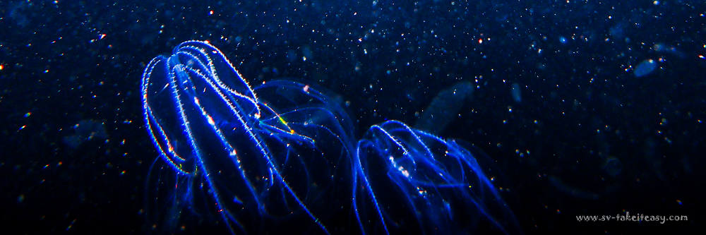 Luminescent Ctenophores