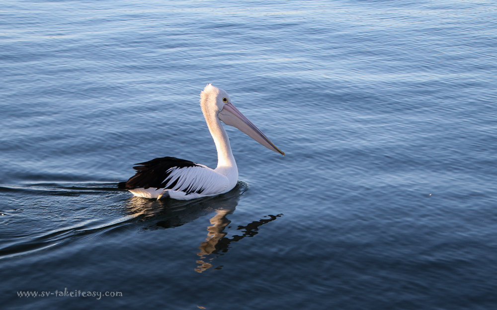 Australian Pelican