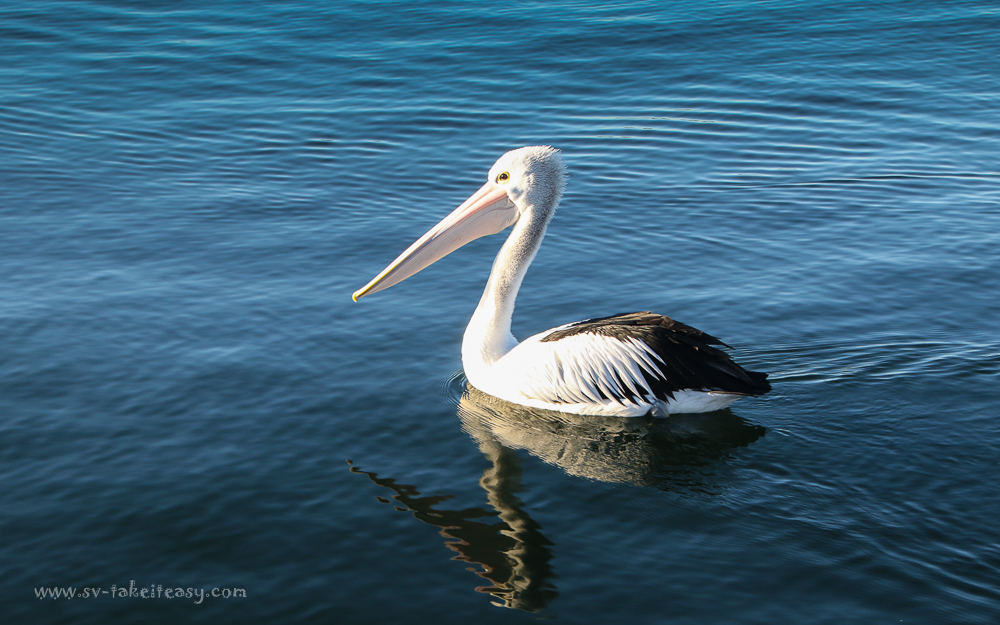 Australian pelican