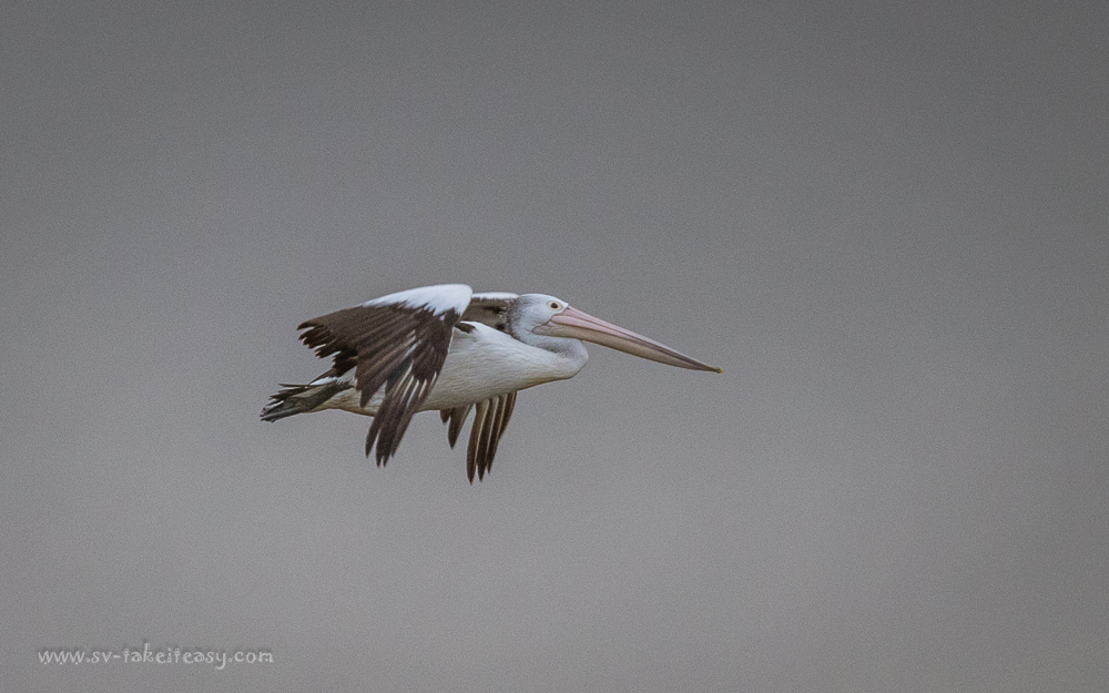 Pelican soaring at Port Albert
