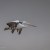 Pelican soaring at Port Albert
