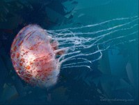 Chrysaora wurlerra