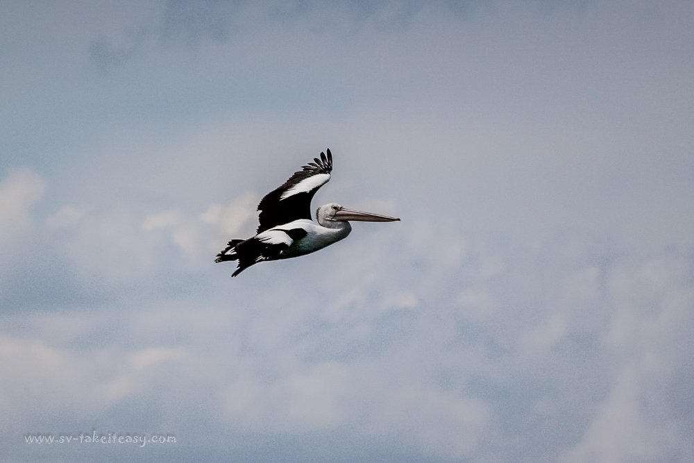 Soaring Pelican at Port Albert
