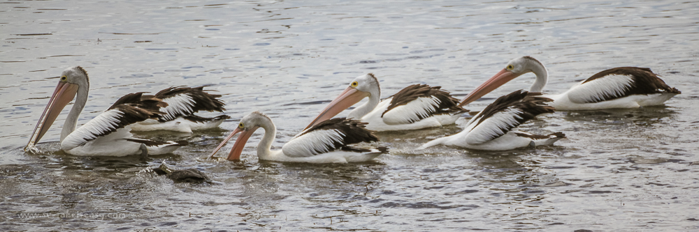 Feeding Pelicans at Bermagui