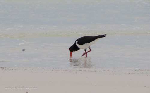 Pied Oystercatcher