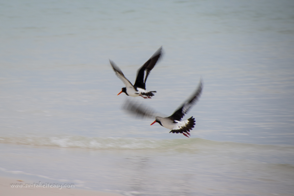 Pied Oystercatchers taking off