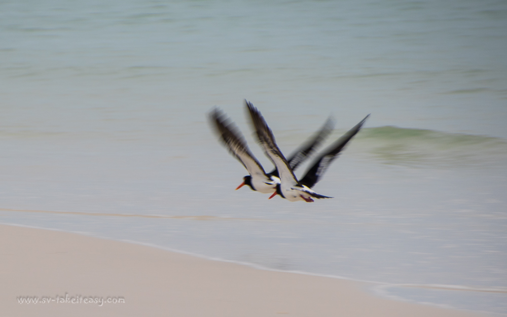 Pied Oystercatchers in flight