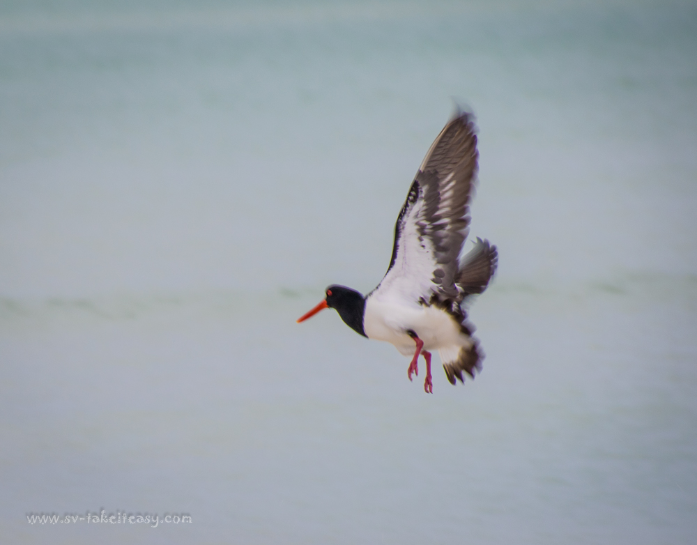 Pied Oystercatcher takeoff