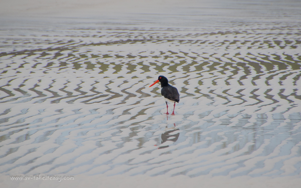 Pied Oystercatcher