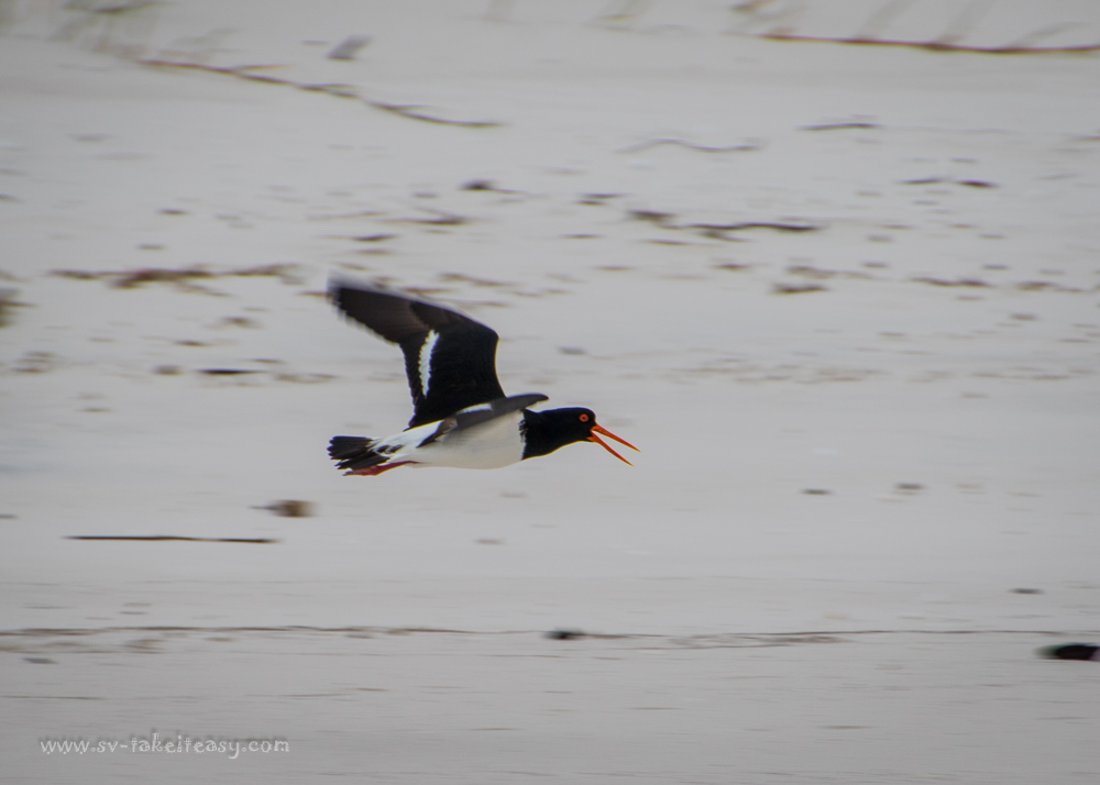 Pied Oystercatcher
