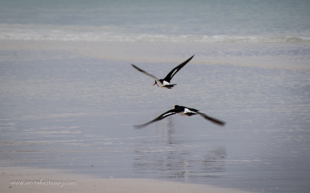 Pied Oystercatchers