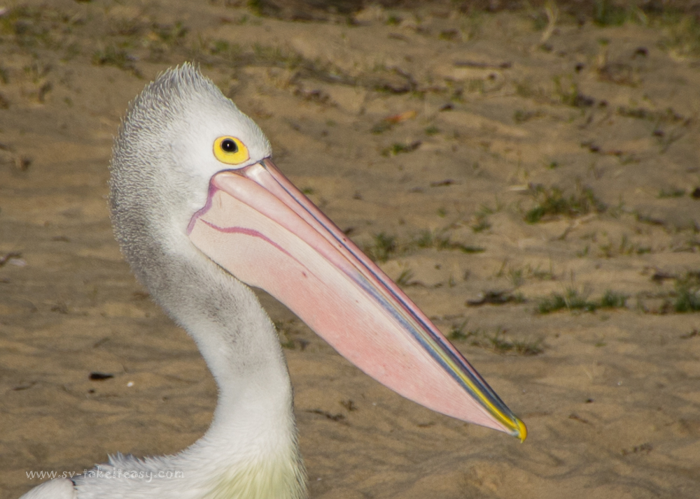 Australian Pelican