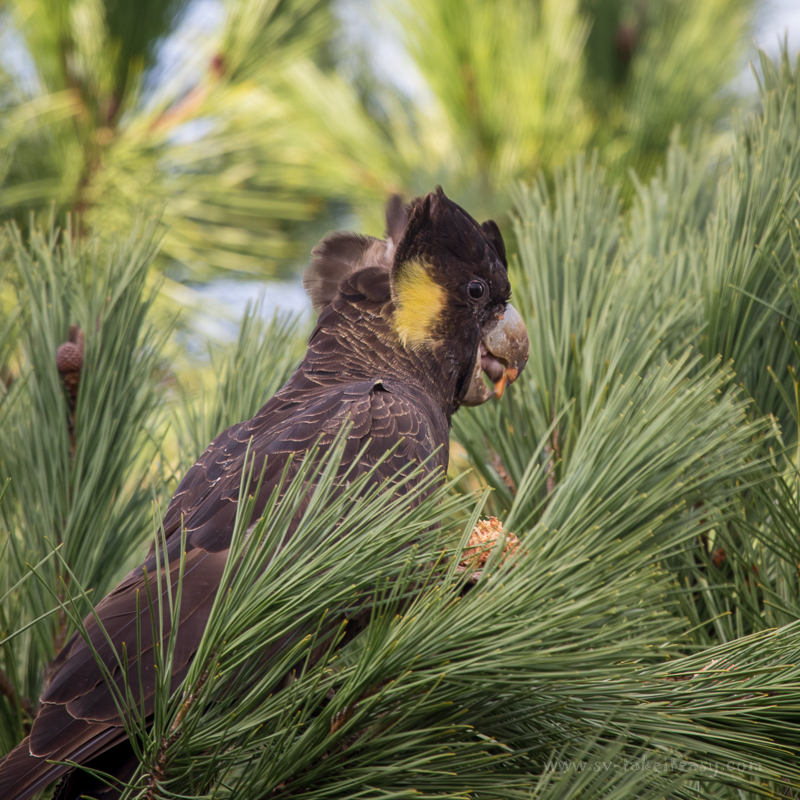 Yellow-tailed Black Cockatoo