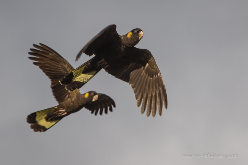 Yellow-tailed Black Cockatoo