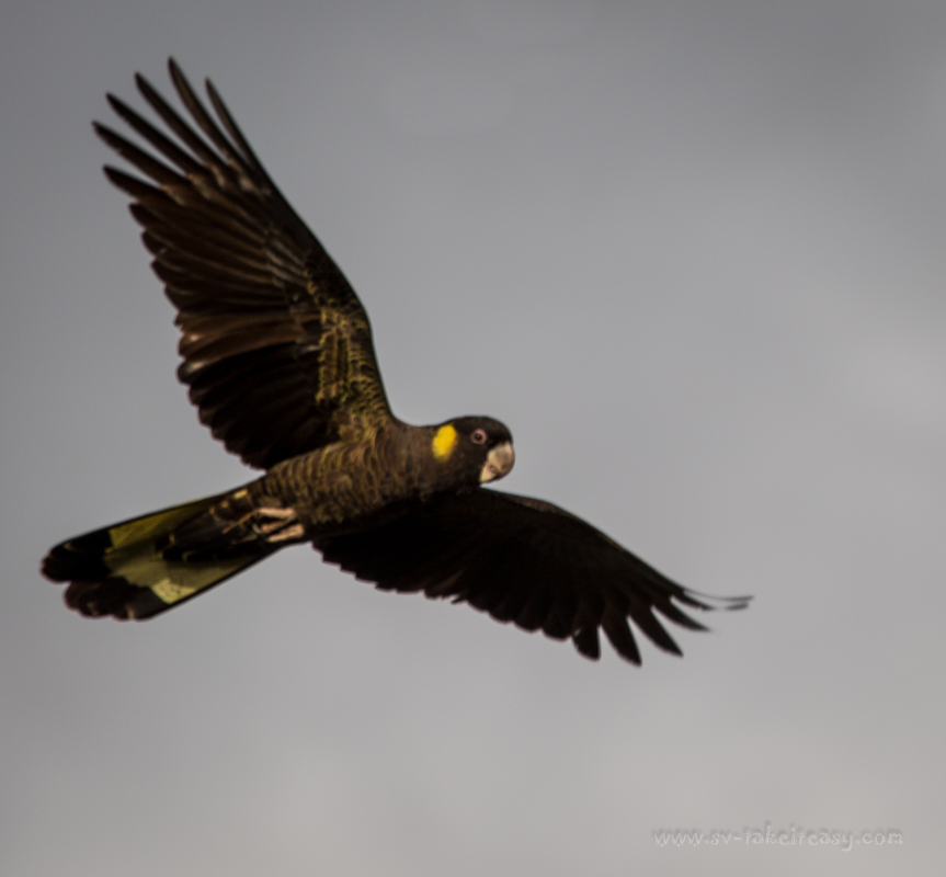 Yellow-tailed Black Cockatoo