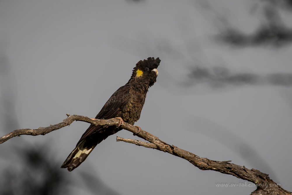 Yellow-tailed Black Cockatoo