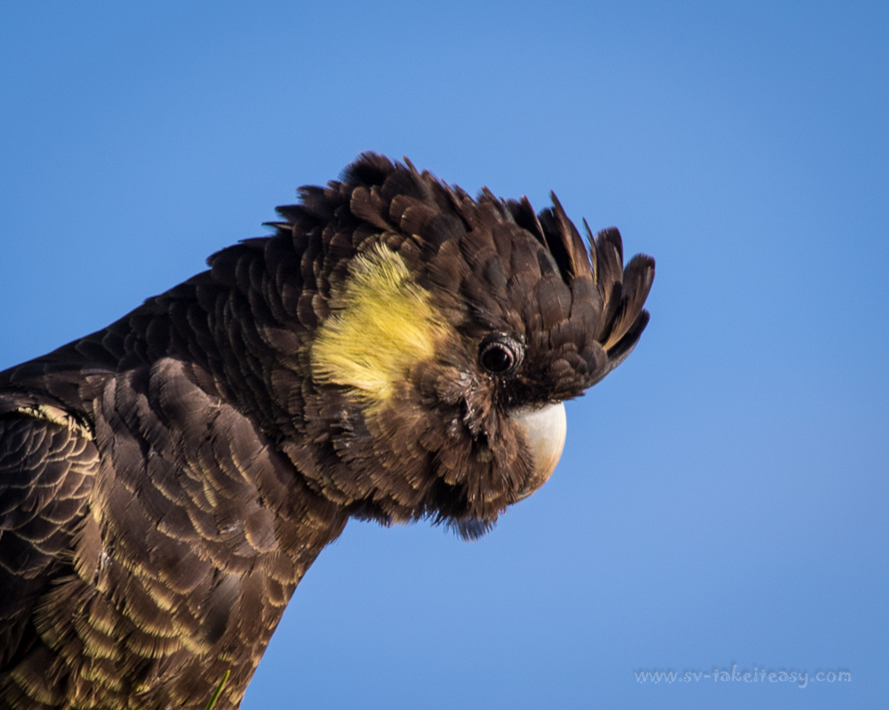 Yellow-tailed Black Cockatoo