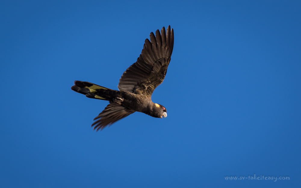 Yellow-tailed Black Cockatoo