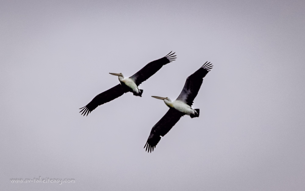 Australian Pelican soaring