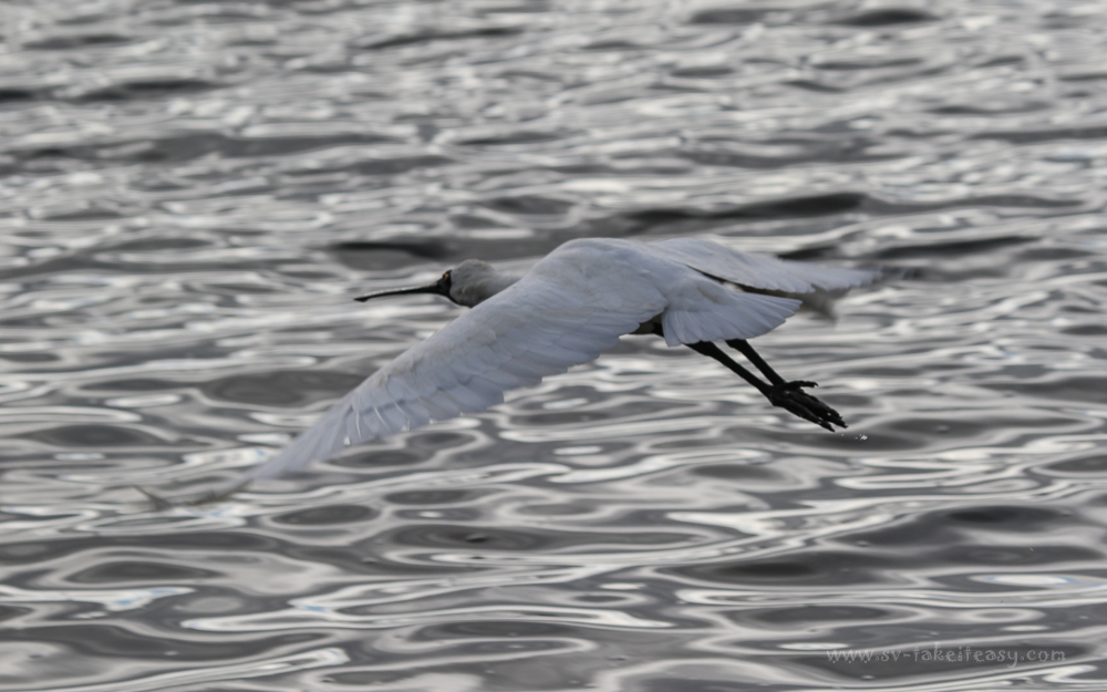 Royal Spoonbill