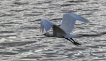 Royal Spoonbill
