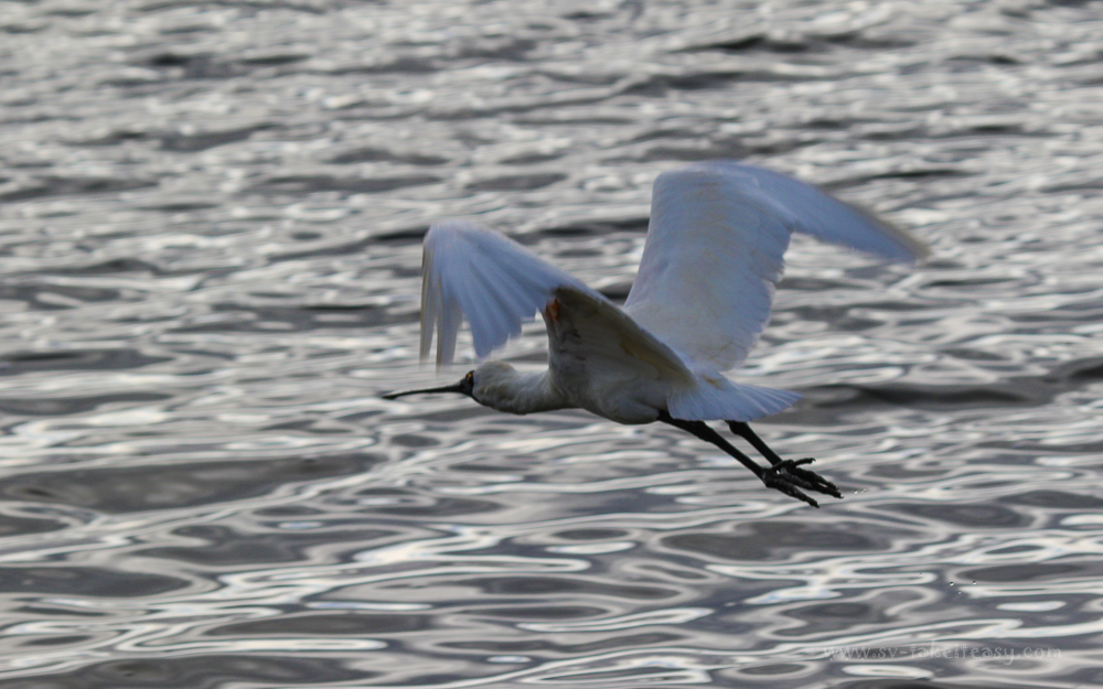 Royal Spoonbill