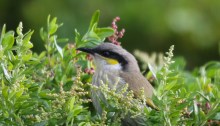 Singing Honeyeater