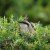 Singing Honeyeater