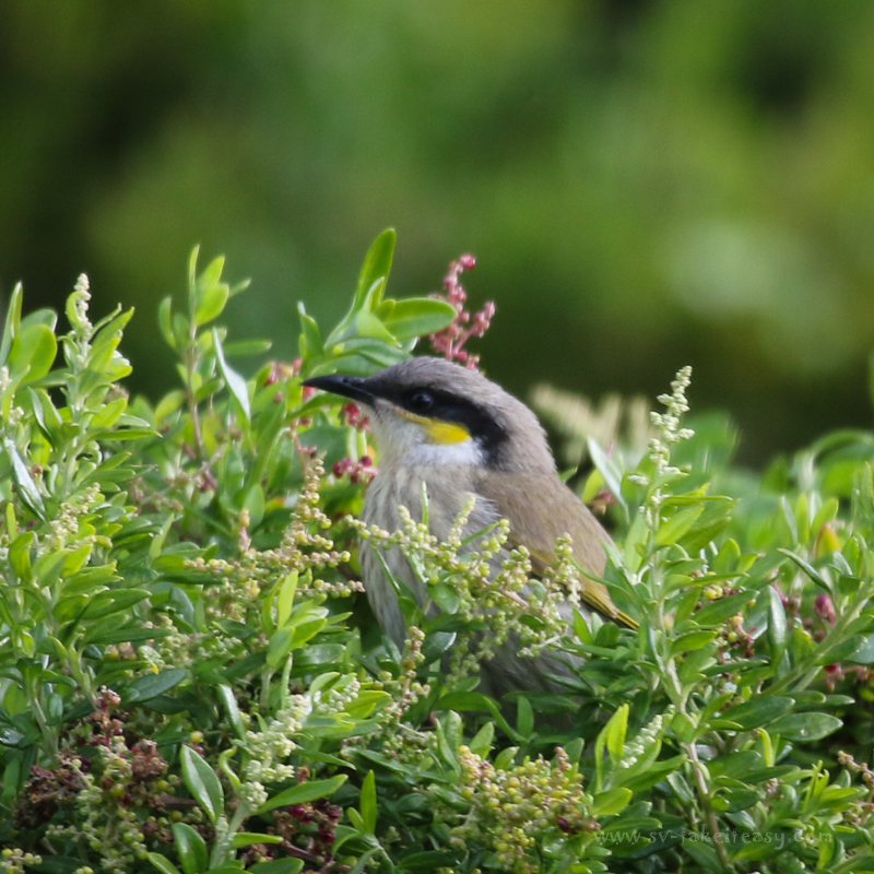 Singing Honeyeater