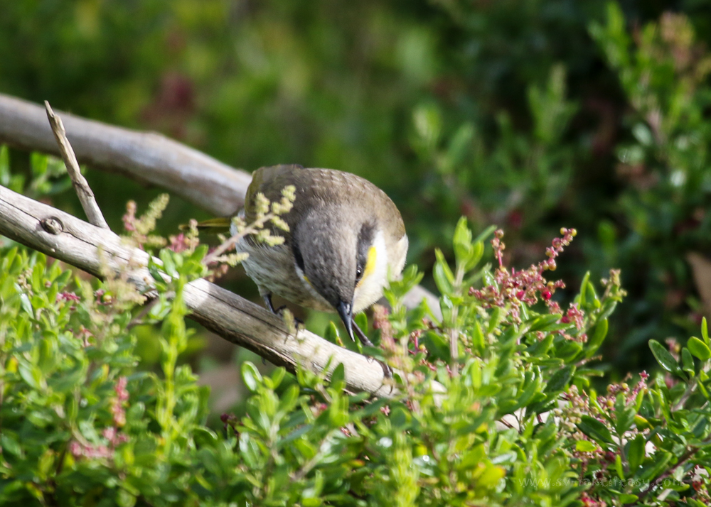 Singing Honeyeater