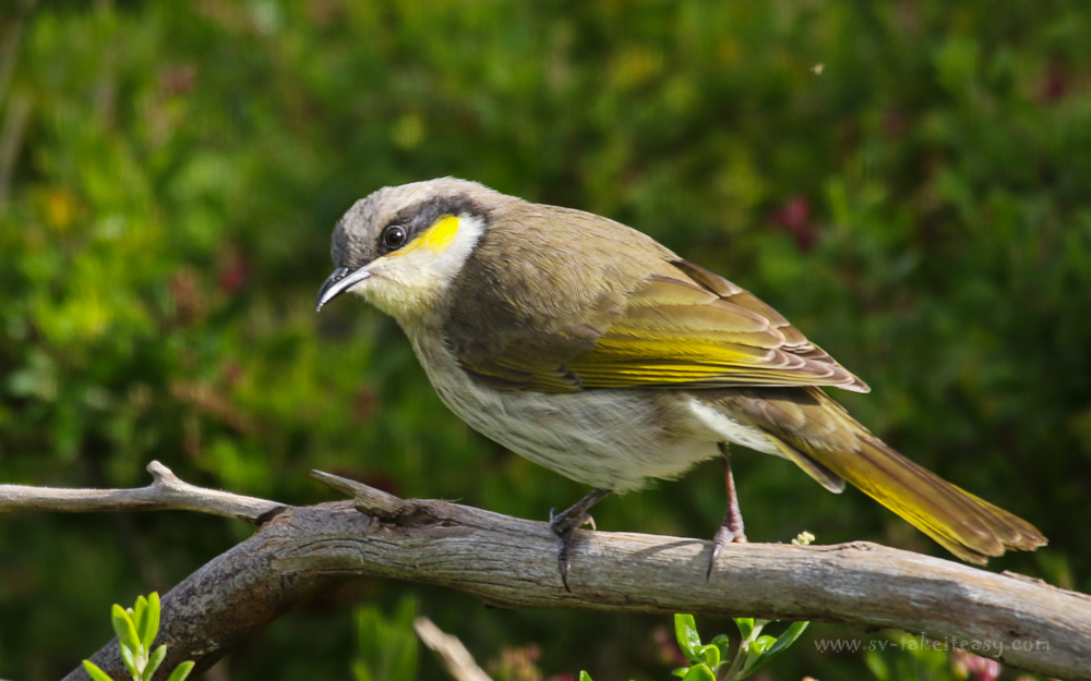 Singing Honeyeater