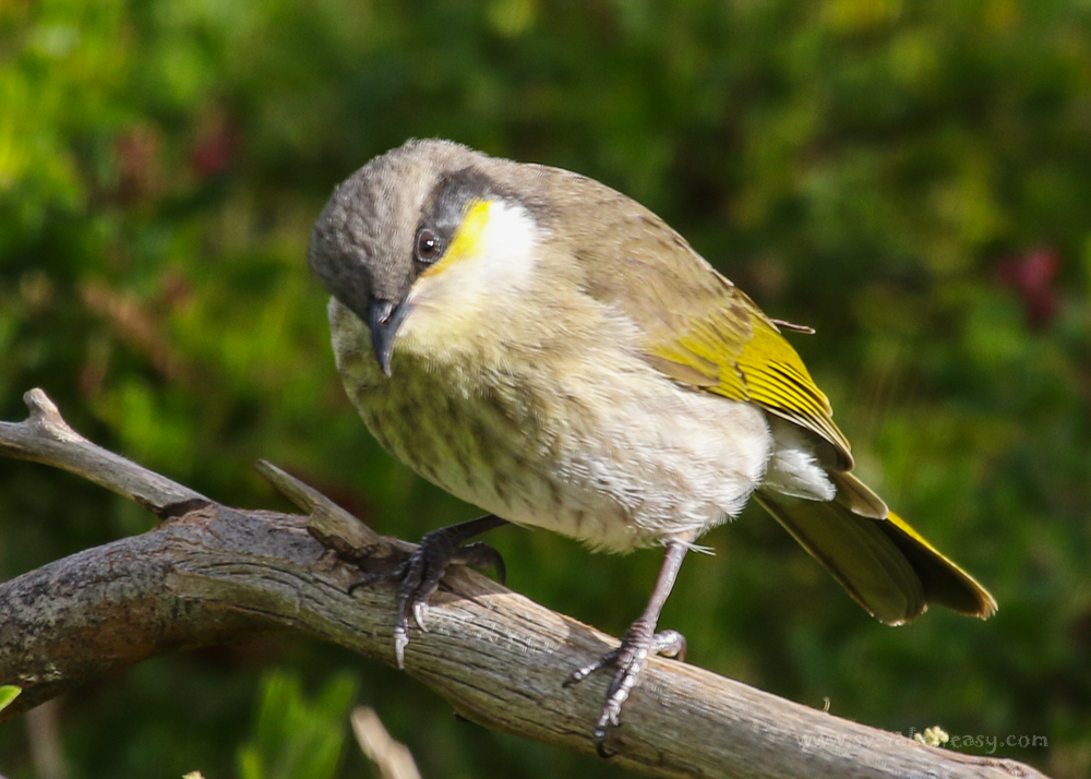 Singing Honeyeater