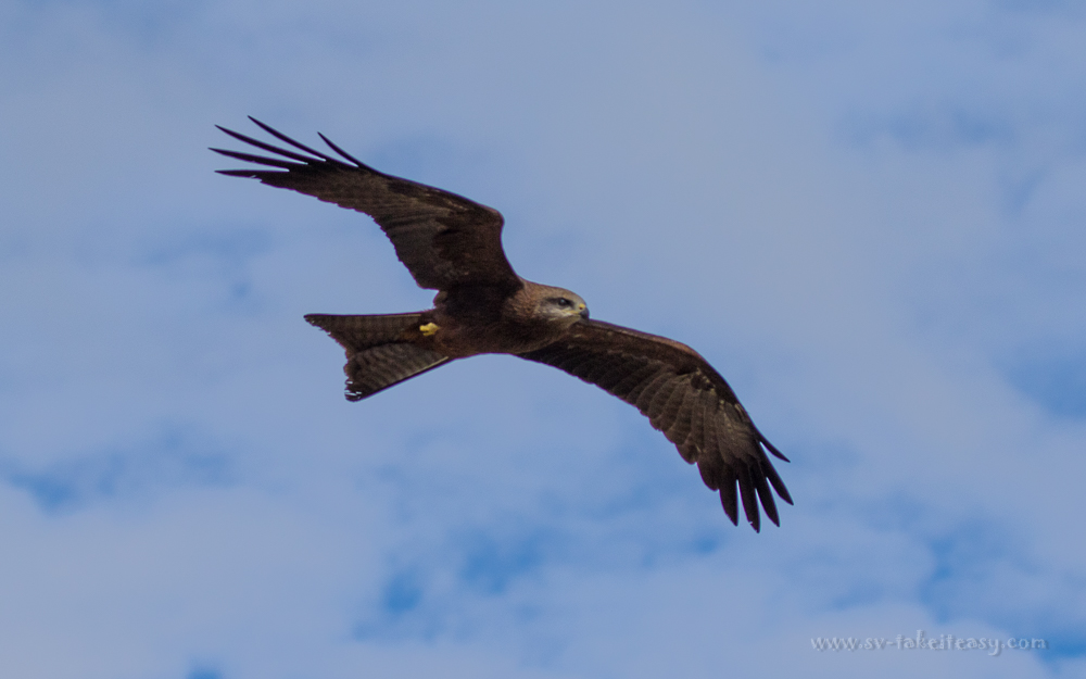 Black Kite in flight