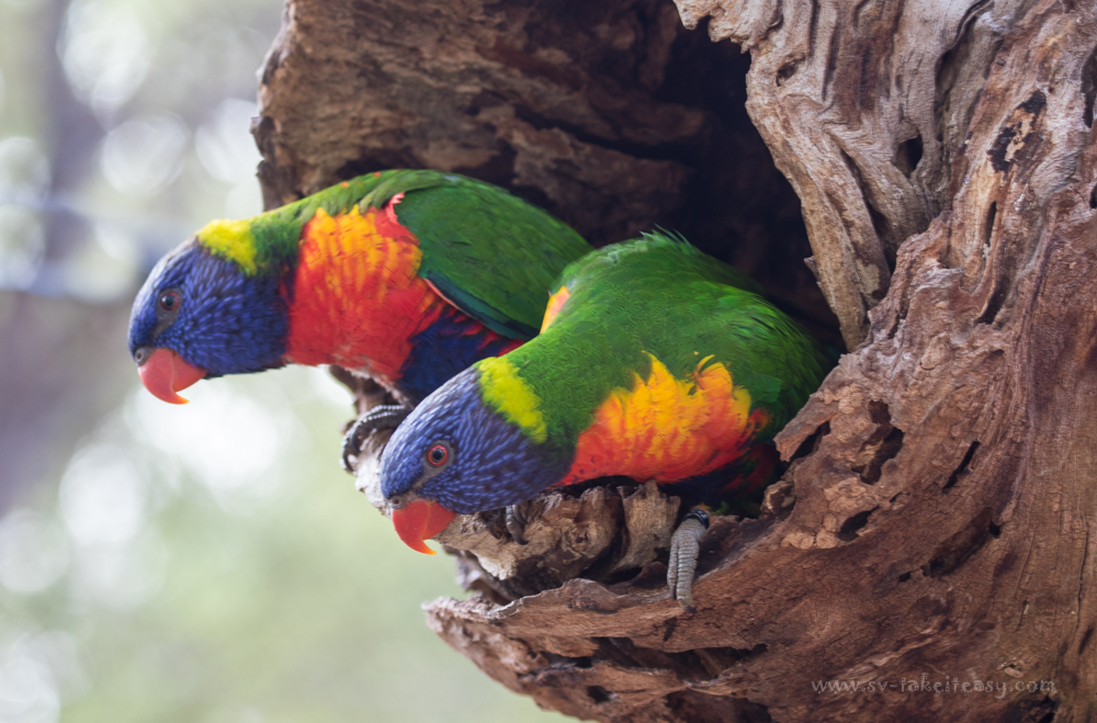 Rainbow Lorikeets