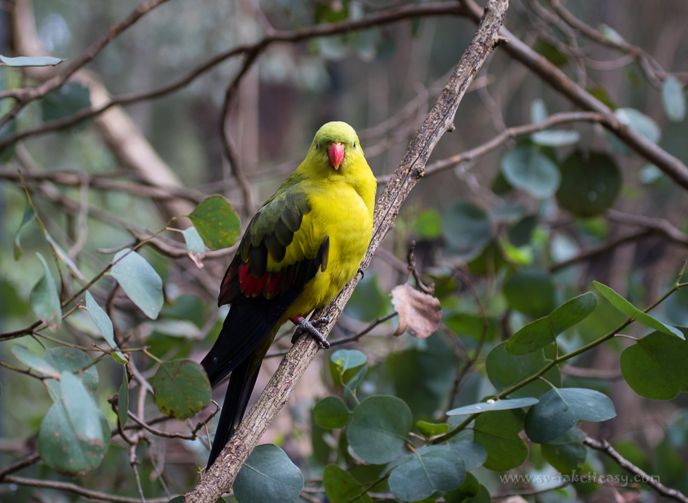 Regent Parrot