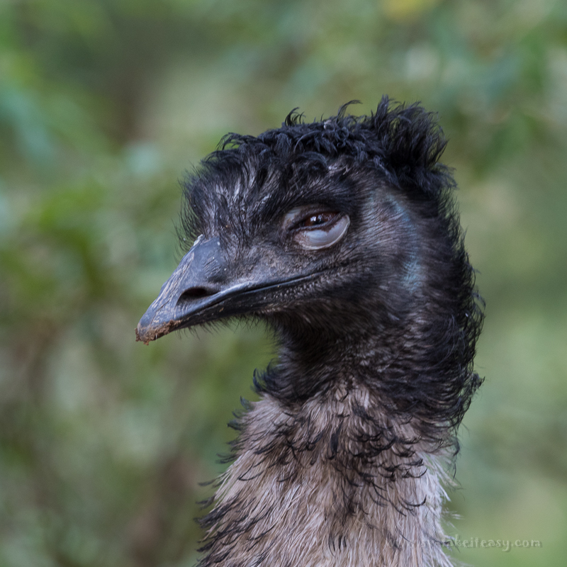 Emu Portrait