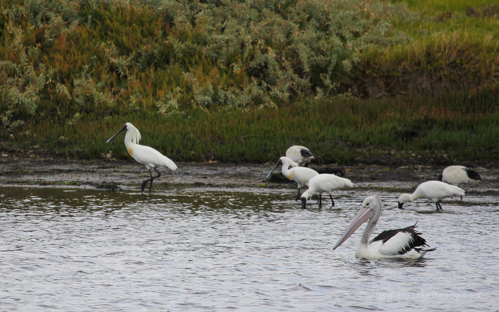 Royal Spoonbill