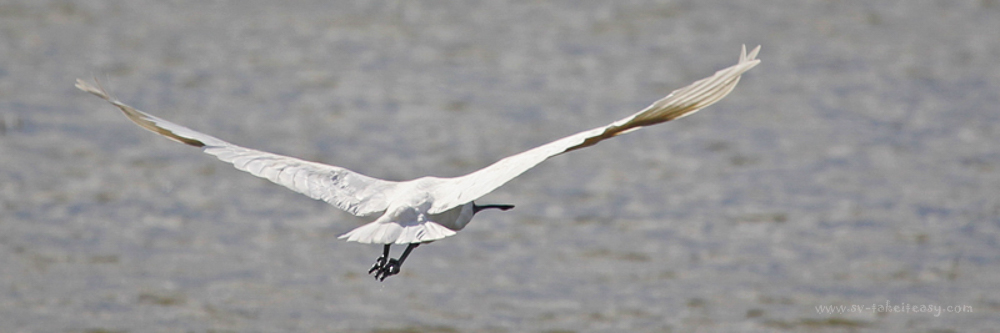 Royal Spoonbill