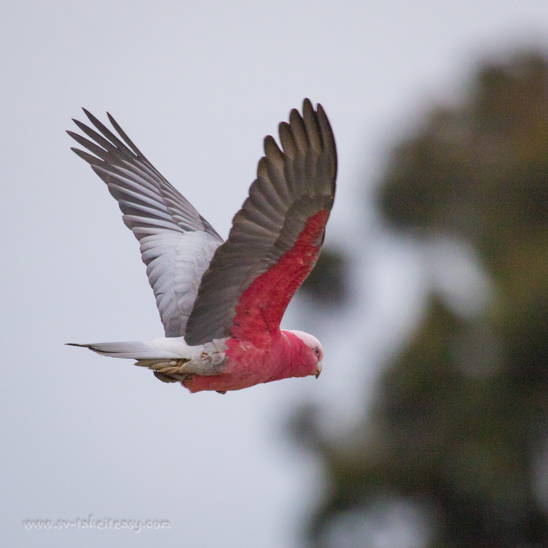Galah in flight