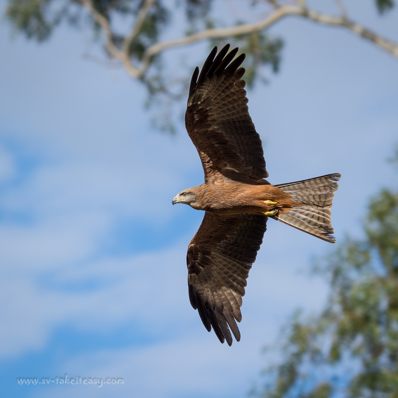 Black Kite in flight